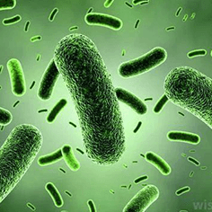 Probiotics